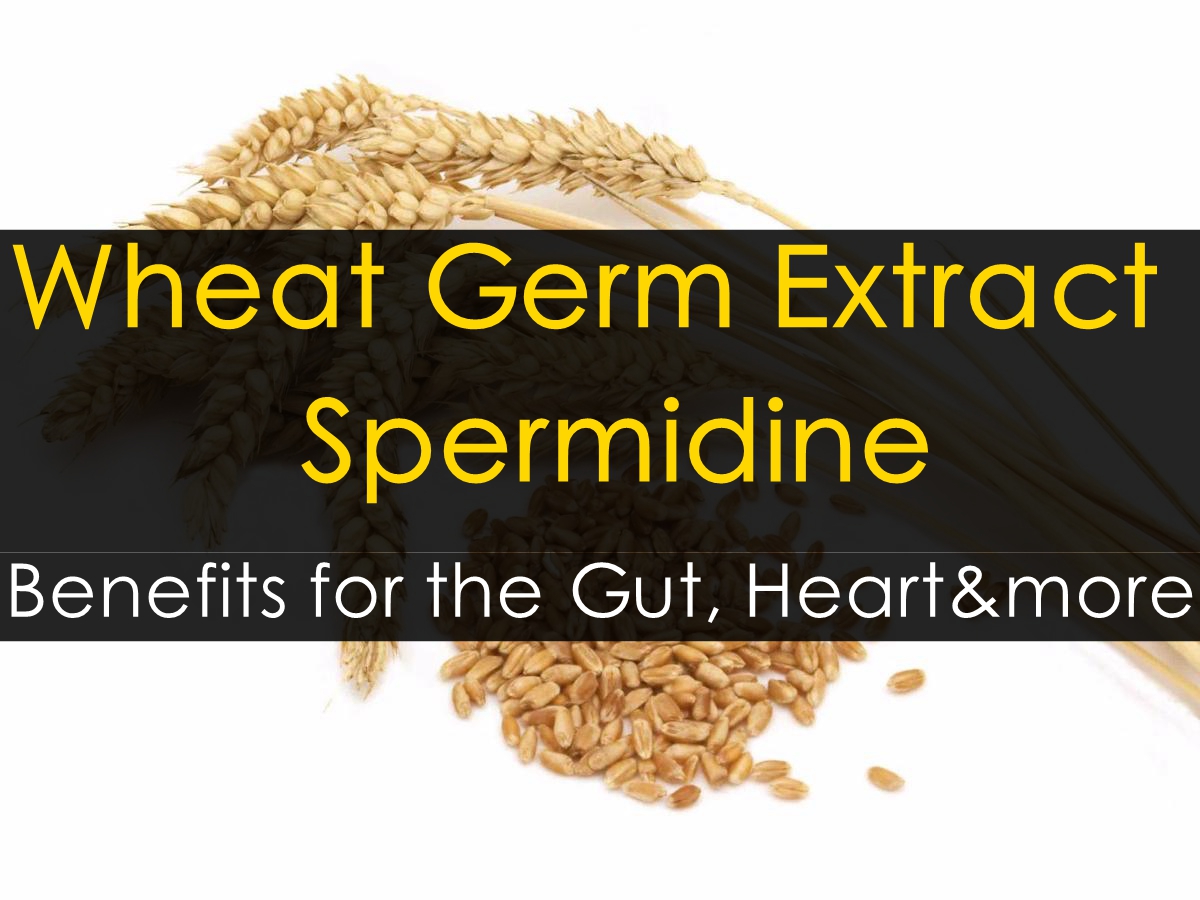 Wheat Germ Spermidine: Supplementary Effects and Uses