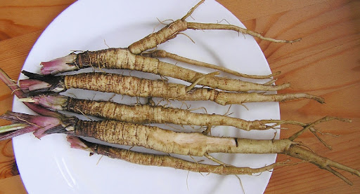 Organic Burdock Root Extract Natural Supplement Burdock Root Extract Capsules
