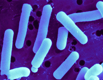 Иммундық қоспалар пробиотиктер ұнтағы Lactobacillus Reuteri жақсарту