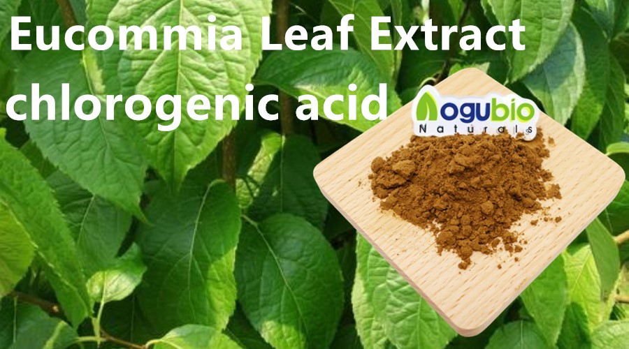 Eucommia Leaf Extract (3)