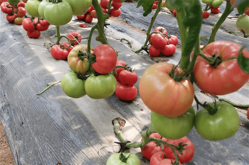 Customers in Uzbekistan enjoy a bumper harvest!