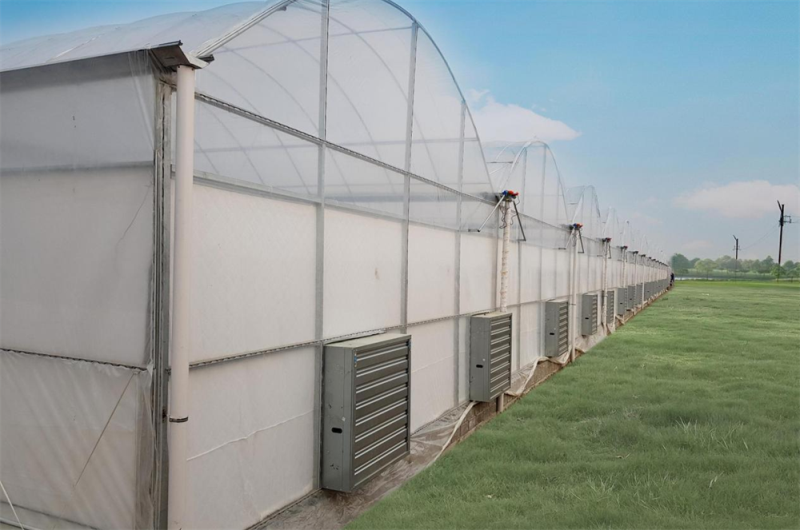 Two major advantages of multi-span film greenhouses