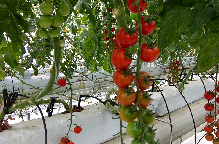 Greenhouse drip irrigation composition
