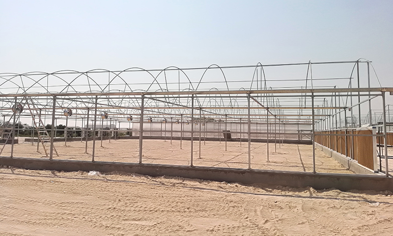 Vegetable greenhouse project in Qatarh6y