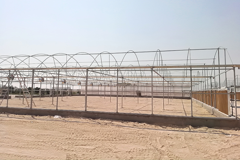 Vegetable greenhouse project in Qatar5qk