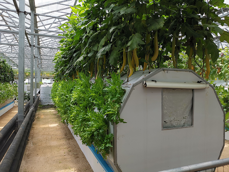 Aeroponic Cultivation System