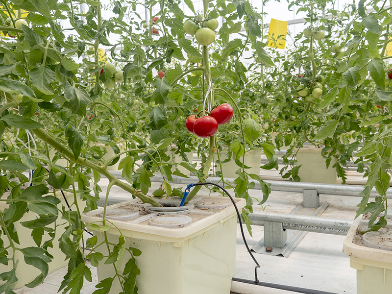 Greenhouse Soilless Cultivation of Dutch Bucket
