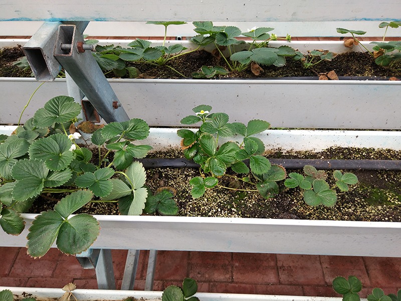 温室用イチゴ栽培側溝