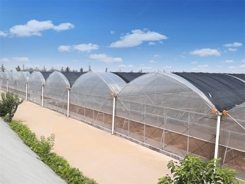 Multi-Span Film Agricultural Greenhouse