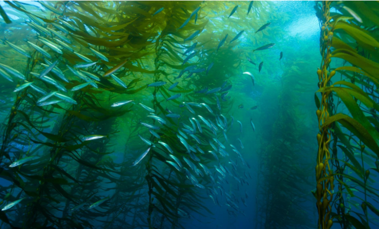 Proprietà ed effetti dei biostimolanti a base di estratti di alghe marine