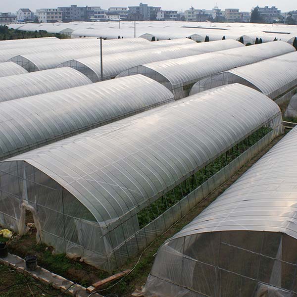 Multi-Span Glass Greenhouse Factories -
 plastic greenhouse - FIVE STEEL