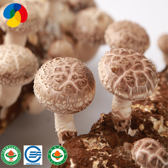 Natural Organic Sawdust Mushroom Spawn easy cultivate shiitake