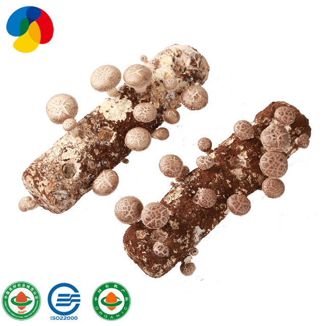 Organic Oak Tree Substrate shiitake mushroom spawn bag for export