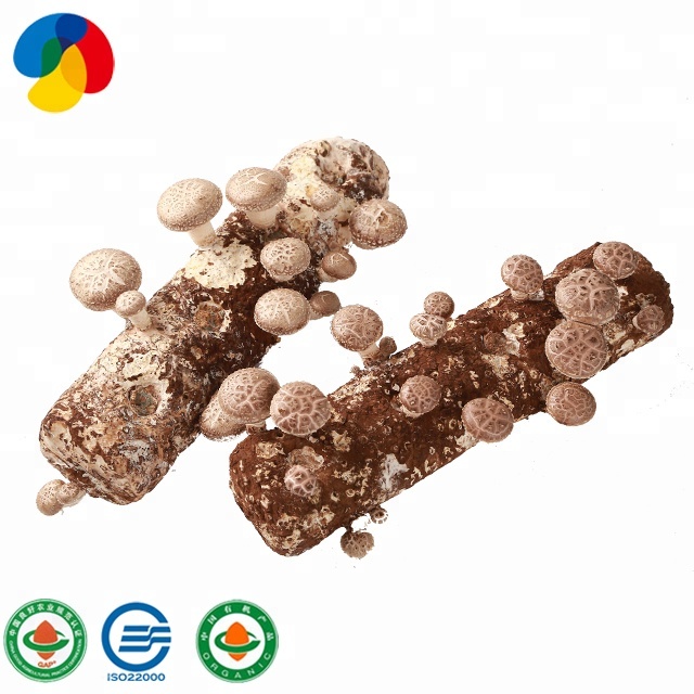 Export dedicated fresh brown shiitake mushroom spawn