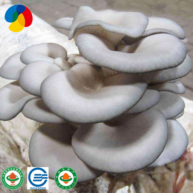Natural oyster mushroom spawn / logs fo...