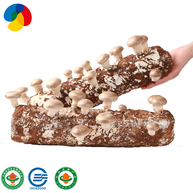 High Quality Shiitake Mushroom Stick spawn supplier
