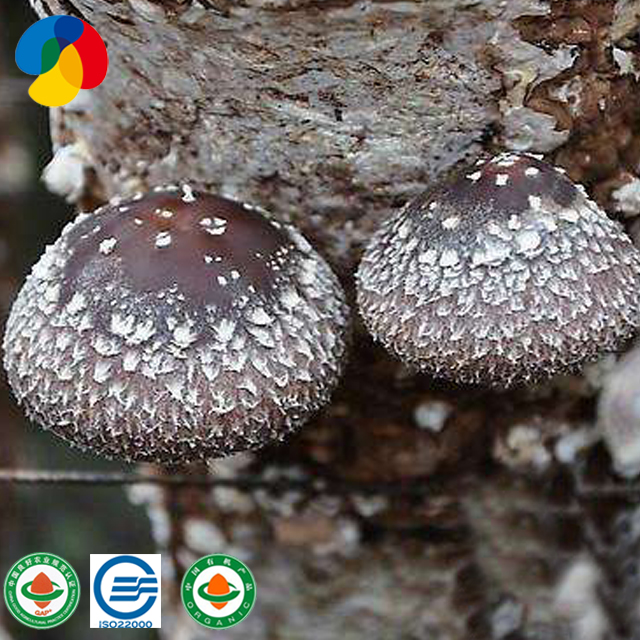 Izikhwama ze-Organic Shiitake Mushroom 1 ...