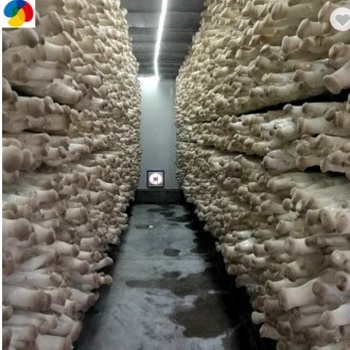 Qihe Cultivate High Yield King Oyster Mushroom Spawn Export