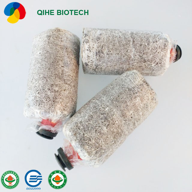Qihe Wholesale Oyster Mushroom Mycelium Spawn Bags