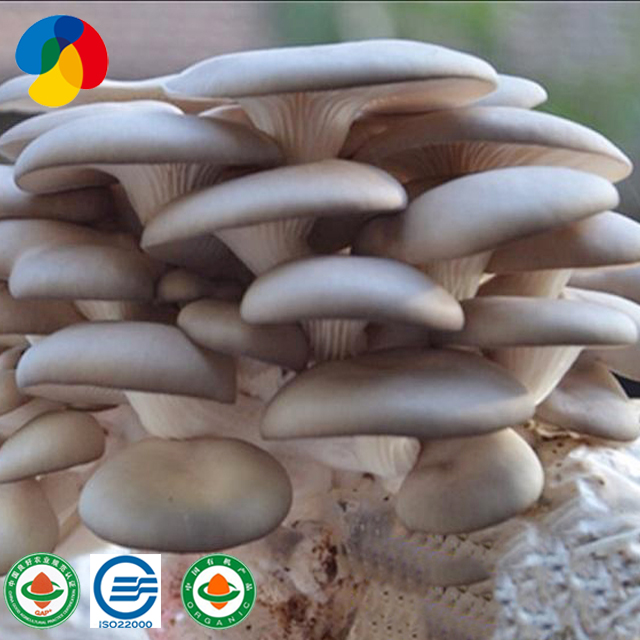 Qihe Wholesale Oyster Mushroom Mycelium...