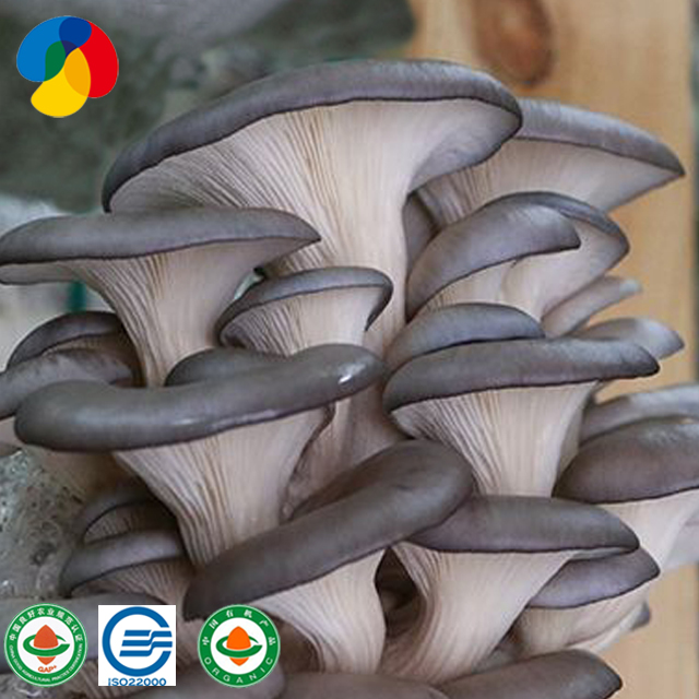Top Grade Grey Oyster Mushroom Spores Spawn Grow Bags