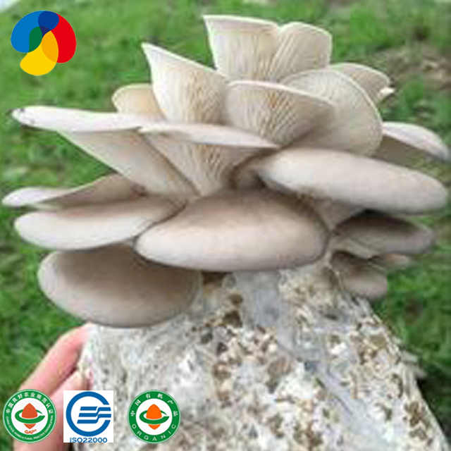 Qihe mushroom product oyster mushroom spores plugs for sale
