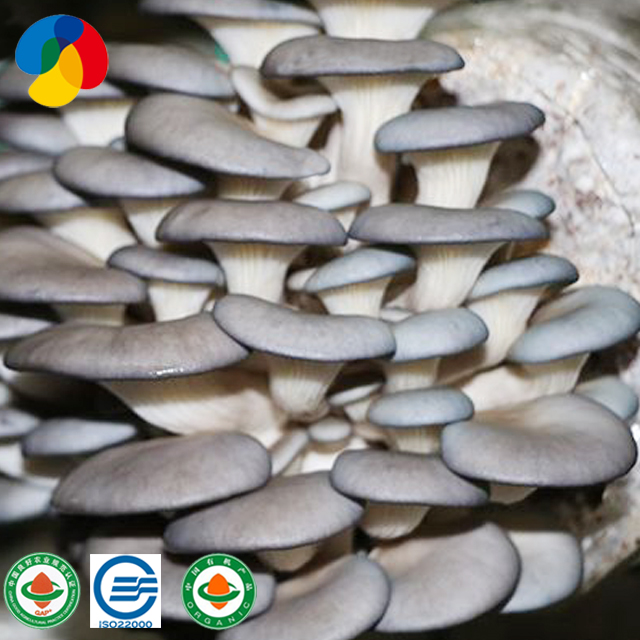 Qihe Cultivate High Yield Oyster Mushroom Spawn Export