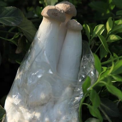 King oyster mushroom spawn wholesales p...