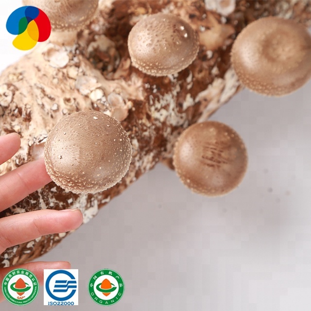 QiHe Fresh Organic hard wood Shiitake Mushroom Spawn With Good Service