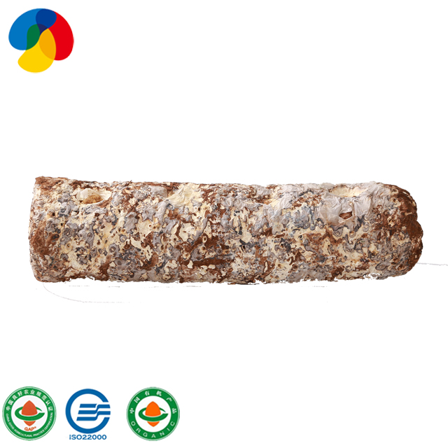Cultivated easily shiitake mushroom spawn logs for export
