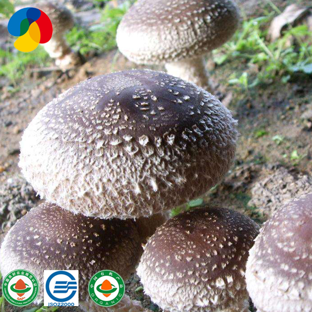 Organic shiitake mushroom spawn for mushroom farm