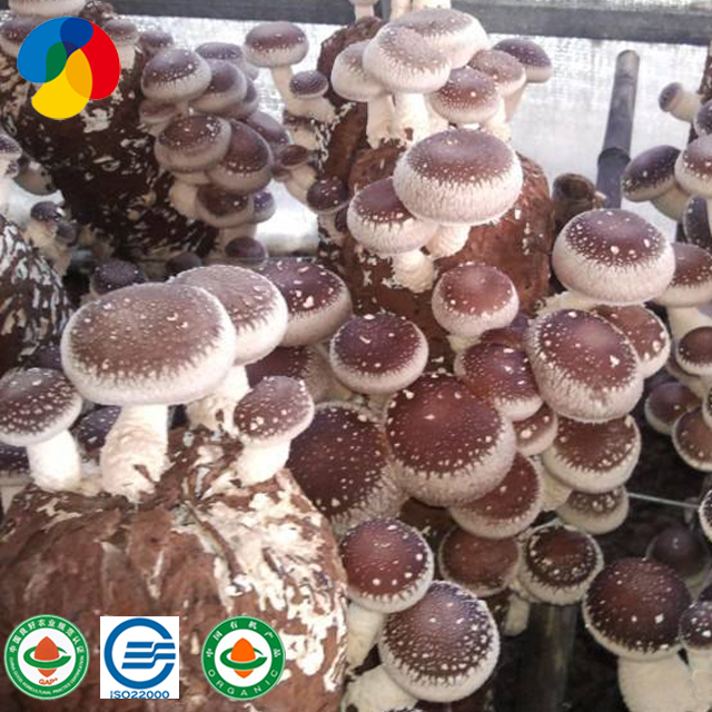 Organic shiitake mushroom spawn for mus...
