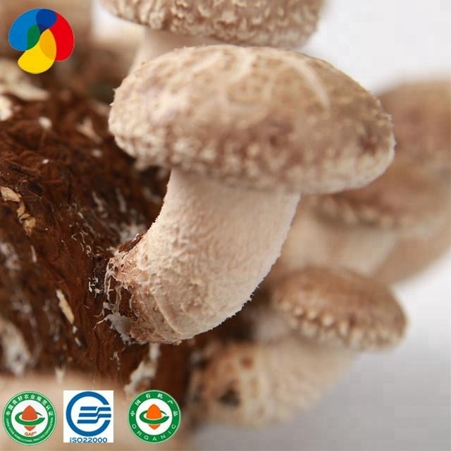 High Quality ISO Certificated Organic Shiitake Mushroom Spawn