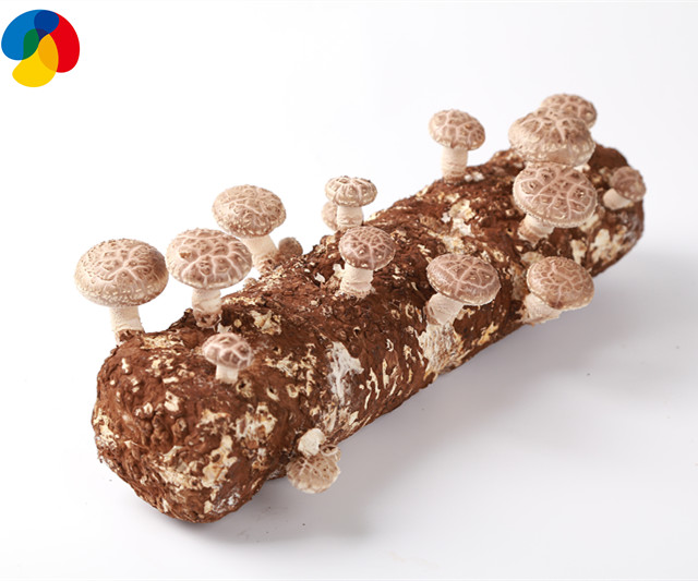 Alibaba freshshiitake mushroom fruitwood shiitake mushroom spawn  logs