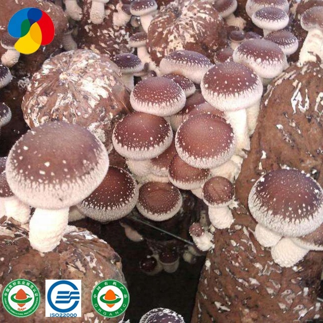 ISO22000 certificated shiitake mushroom spawn / growing kit