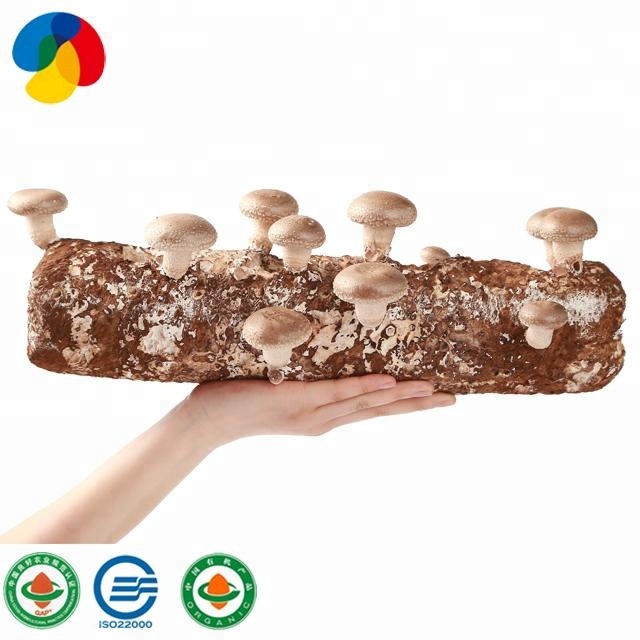 shiitake  mushroom growing kits exporting production