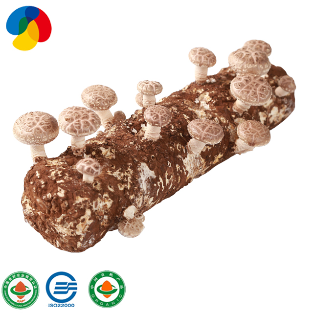 Factory high quality shiitake mushroom spawn logs log for export