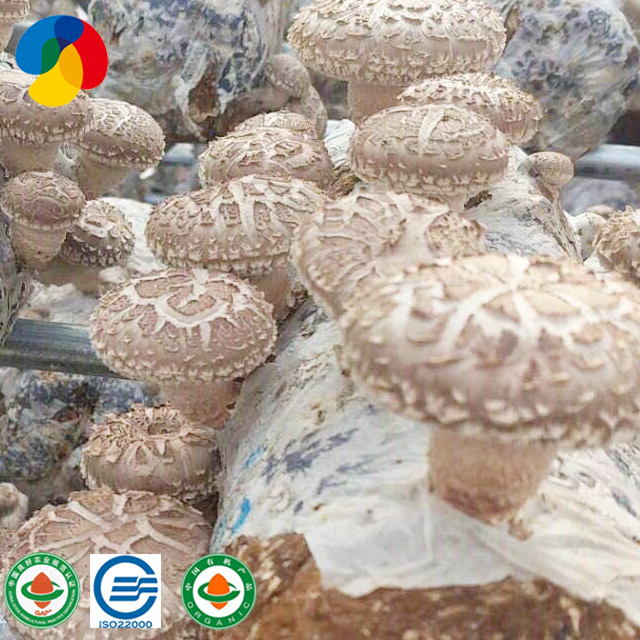 Tehdaslaatuinen shiitake-sieni...