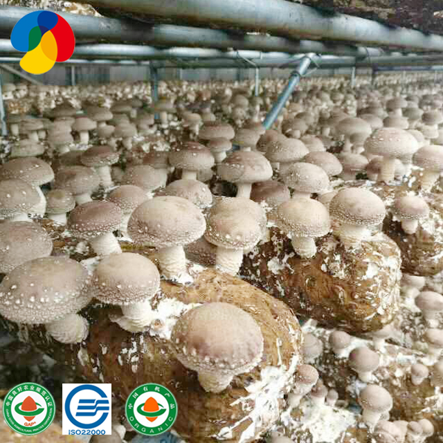 Shandong Qihe high yield organic shiitake mushroom spawn