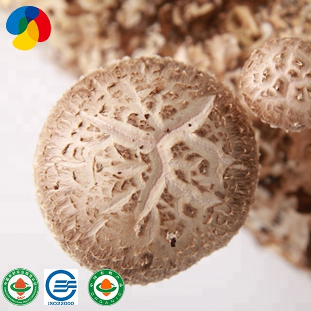 Tehdashintainen luomu shiitake-sieni...