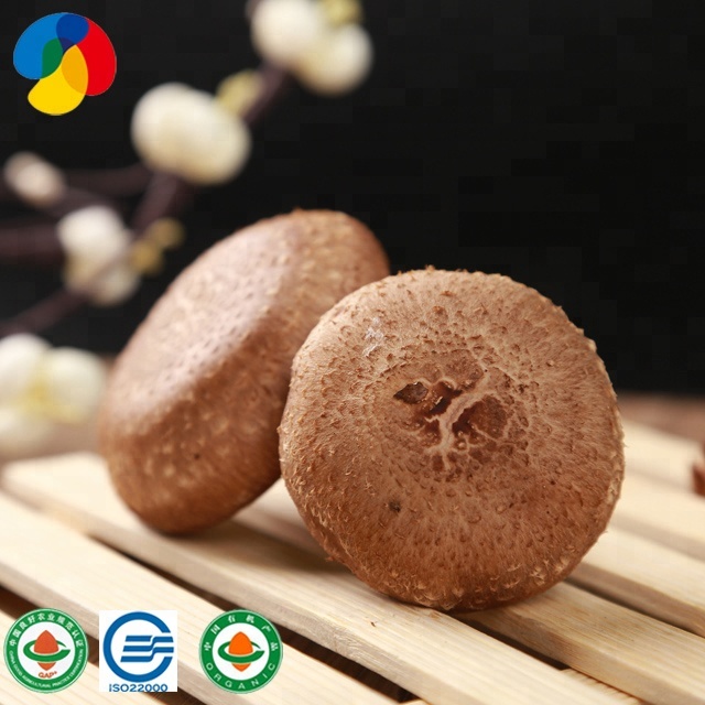 China Organic Shiitake Mushroom Spawn With Wholesale Prices