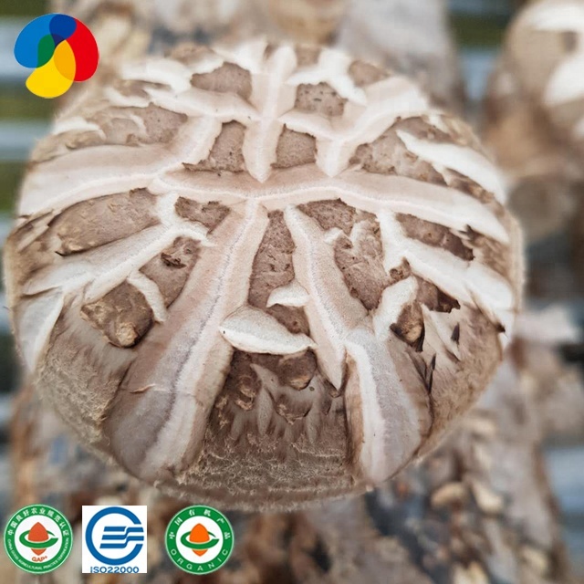 GAP Certified Food Grade Shiitake Mushroom Spawn With Wholesale Price Featured Image