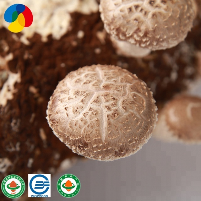 GAP Certified Food Grade Shiitake Mushroom Spawn With Wholesale Price