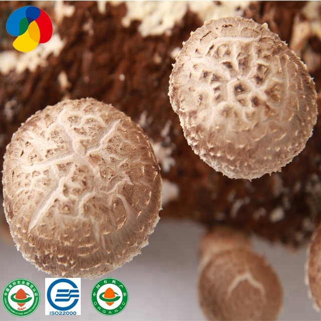 Best-selling Cultivating Champion Shiitake Mushroom Spawn For Sale
