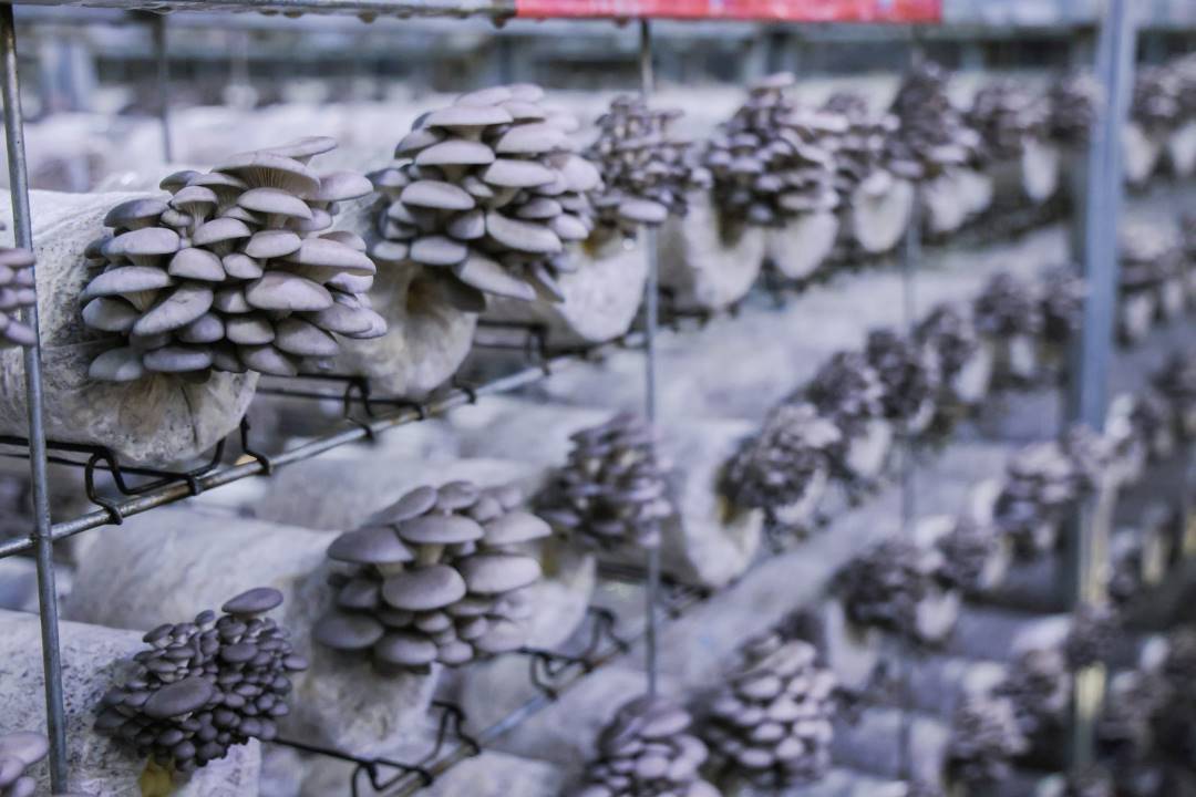Oyster Mushroom Spawn Culture Medium