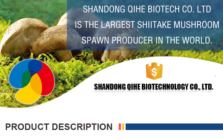 QiHe Fresh Organic Shiitake Mushroom Spawn With Good Service
