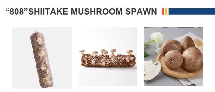 Cultivated edible fungus convenient management big shiitake mushroom spawn