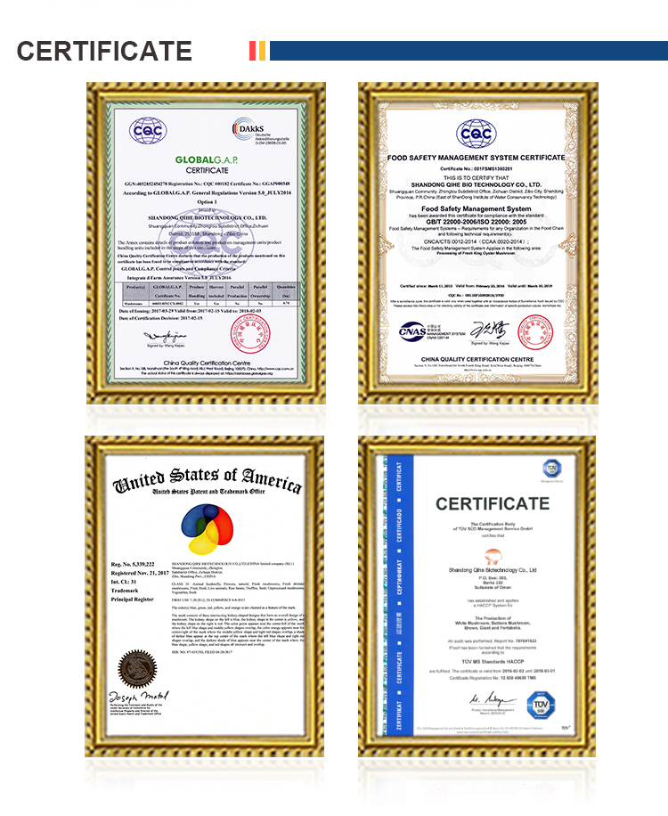 High Quality ISO Certificated Organic Shiitake Mushroom Spawn