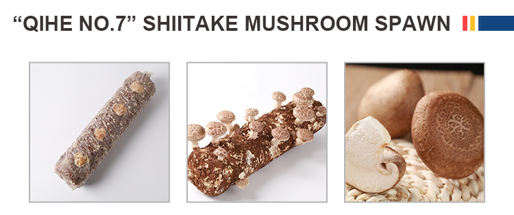 Factory Supply qihe shiitake mushroom spawn