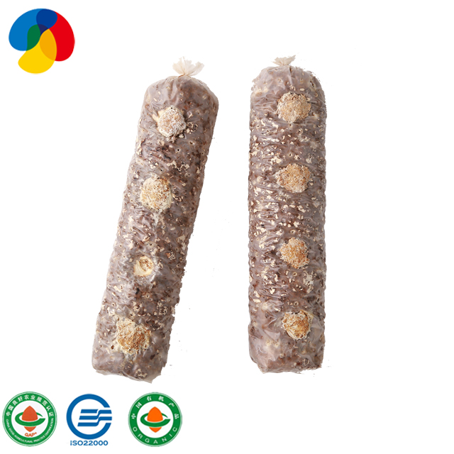 ISO 22000 Certificated Stable And High Yield Shiitake Mushroom Spawn